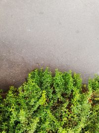 High angle view of wet plants on land