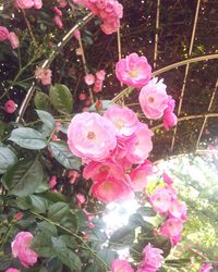 Close-up of pink flowers blooming outdoors