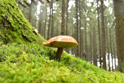 Close-up of mushroom growing in forest