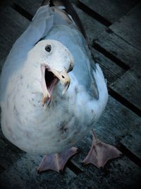 Close-up of swan