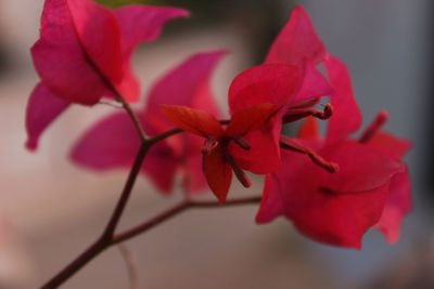 Close-up of red flowers