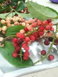 Close-up of red fruit on tree