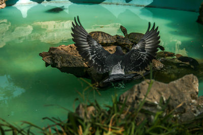 High angle view of duck swimming in lake