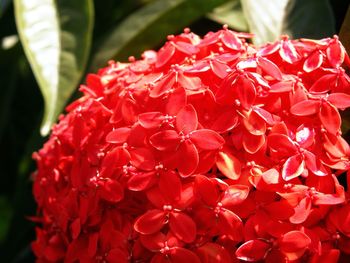 Close-up of red flowers