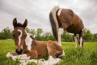 Horses in a field