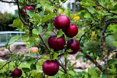 Close-up of apples growing on tree