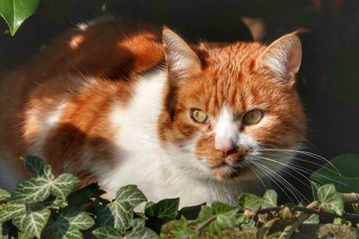 Close-up portrait of cat