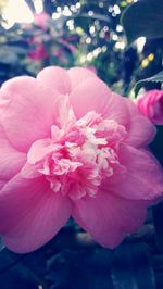 Close-up of pink flowers