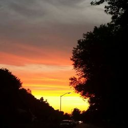 Silhouette of trees at sunset