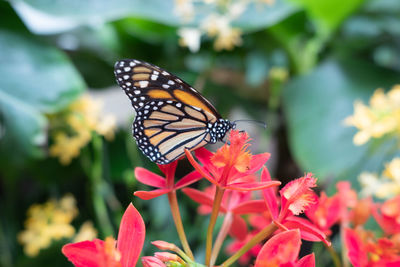 Close-up of butterfly pollinating on flower