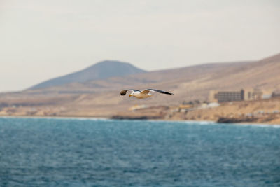 Bird flying over sea against clear sky