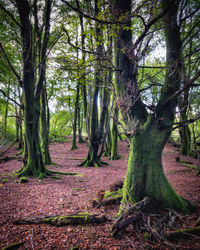 Trees in forest