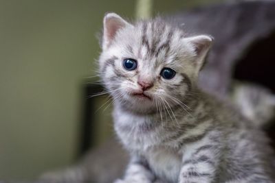 Close-up portrait of a kitten