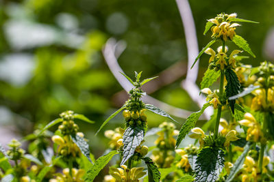 Close-up of insect on plant