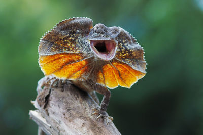 Close-up of lizard on wood