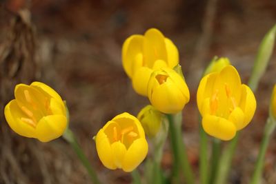 Close-up of yellow flowering plant on field