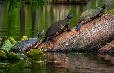 View of a reptile on wood