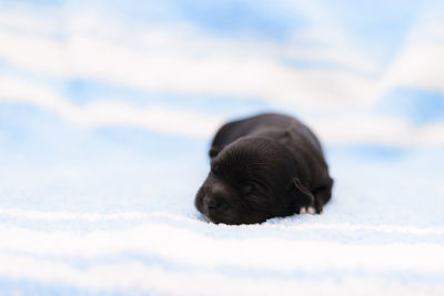 Black dog looking away