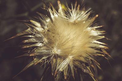 Close-up of wilted plant