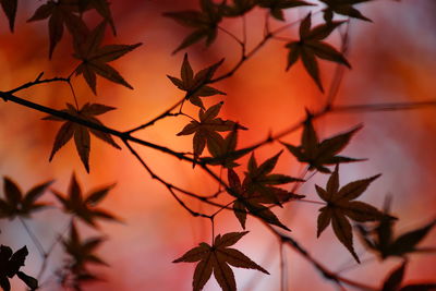 Close-up of maple leaves against orange sky