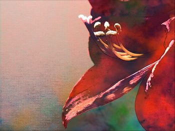 Close-up of red rose on wall