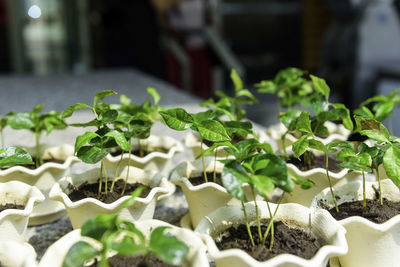 Close-up of potted plant