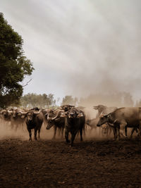 Water buffalo