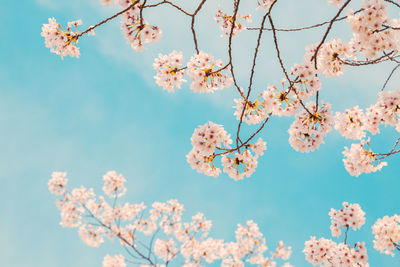 Low angle view of cherry blossoms in spring