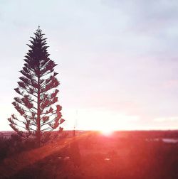 Trees on illuminated landscape against sky during sunset