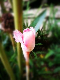 Close-up of pink flower blooming outdoors