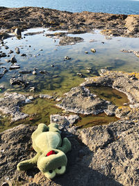 Resting frog near the lake 