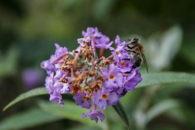 Close-up of bee pollinating on purple flower