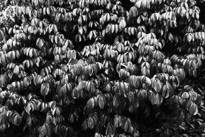 Full frame shot of flowers