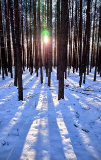 Trees on snow covered field during winter