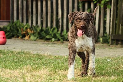 Dog with tongue out