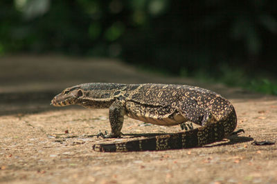 Water monitor walking on the lawn