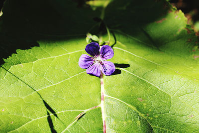 Close-up of purple flowering plant
