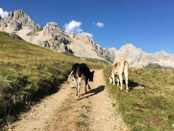 Rear view of cows grazing on mountain against blue sky