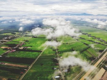 Aerial view of green paddy field