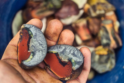 Close-up of person holding pieces of mushroom, lurid bolete, neoboletus erythropus