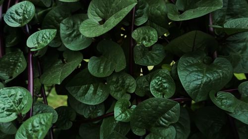 Full frame shot of raindrops on leaves