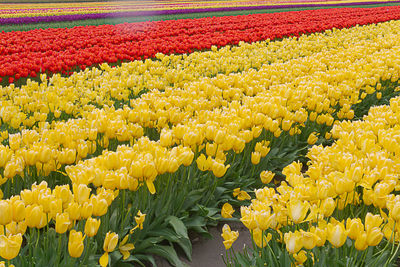 Yellow tulips in field