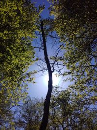 Low angle view of trees in forest