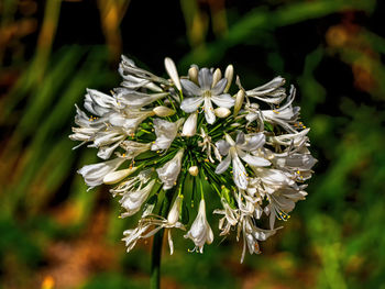 Close-up of white flowering plant