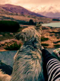 Close-up of a dog on land