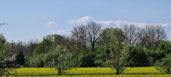 Plants growing on land against sky