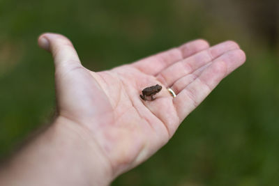 Close-up of insect on hand