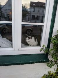 Cat looking through window