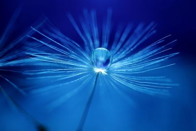 Close-up of water drop on dandelion against blue background
