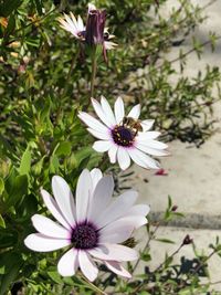 Close-up of purple flowers